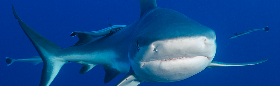 Sharks
