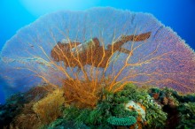 Mike Deep Reef Expedition 2012