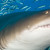 Grey Nurse Sharks at South West Rocks