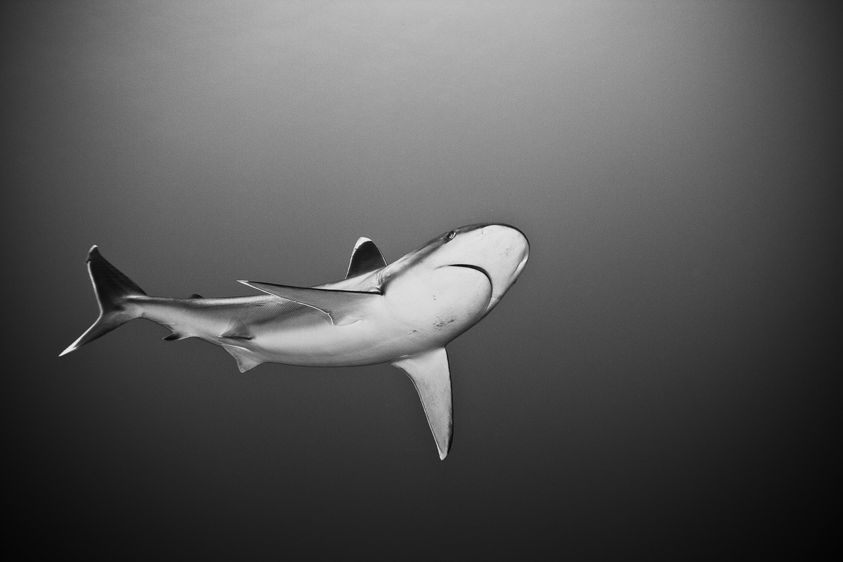 Silvertip Reef Shark